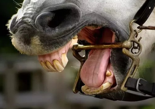 Horse Trying to Bite
